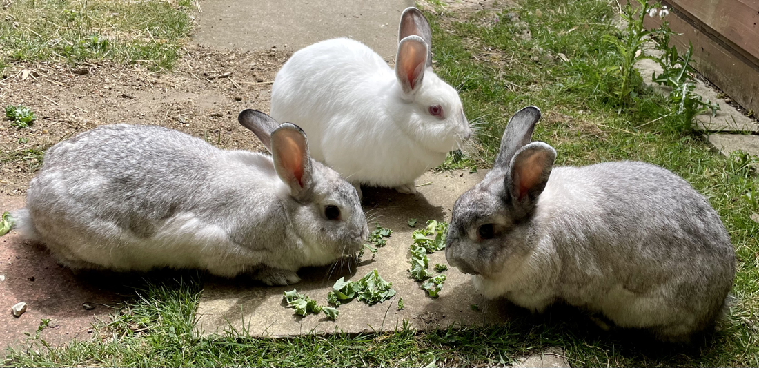 Everybunny needs a buddy (let's talk about bonding rabbits) - THE